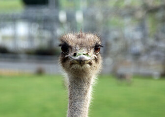 A curious ostrich staring down the camera