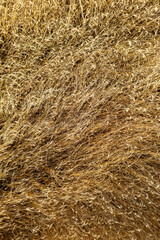 zenithal drone view of the texture of an agricultural field of mature cereal in summer, background for agricultural concept.