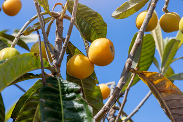 Ripe loquats hanging from tree branch against blue sky