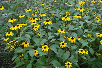 Great number of yellow flowers of Rudbeckia triloba in August