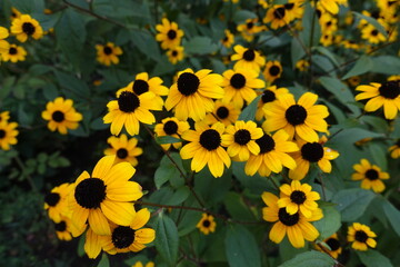 Group of yellow flowers of Rudbeckia triloba in September