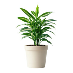 Fototapeta premium Green indoor plant with vibrant leaves in a white pot cutout isolated on transparent bg, png