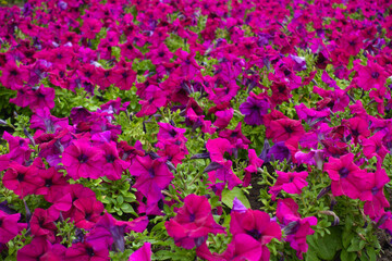 Plenty of magenta colored flowers of petunias in mid July