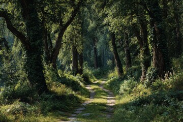 Fototapeta premium Enchanted Forest Path: A sun-dappled trail winds through a lush, green forest, inviting exploration and a sense of tranquility.