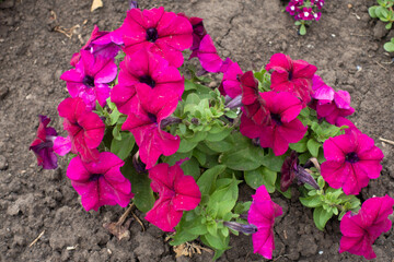 Purplish pink flowers of petunias in mid July