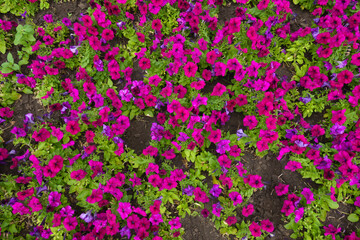 Fototapeta premium Quite a bit magenta colored flowers of petunias in mid July