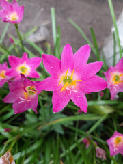 Fototapeta premium Rainy lily with lovely pink water lilies in bloom