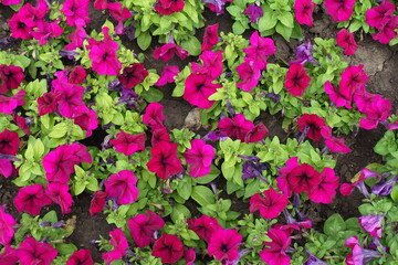 Some magenta colored flowers of petunias in mid June