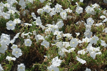 Gobs of white flowers of petunias in mid September