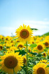 一輪のひまわり