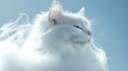 white cat among clouds,pet	