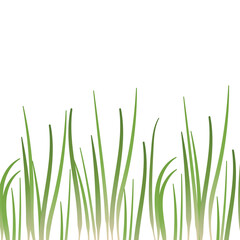 Row of green grass blades at the bottom of the image. Isolated on white background. Background for design, spring theme.