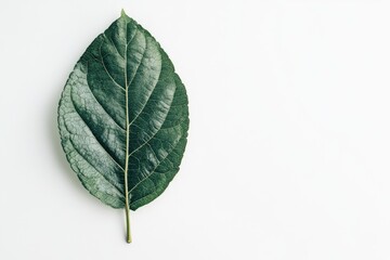 A single, lush green leaf sits on a white background.  Its veins are visible, creating a detailed texture