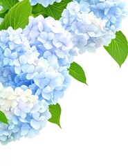 Light blue hydrangea blossoms in corner arrangement with vibrant green leaves.  Soft, pastel hues against a plain white backdrop