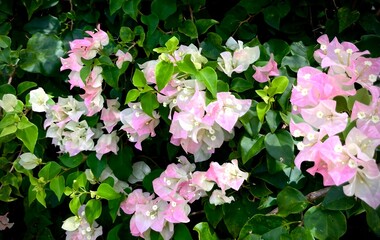 pink and white flowers