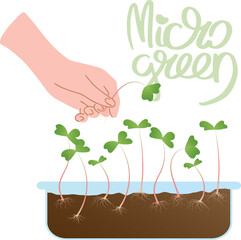 Illustration of a hand collecting microgreen sprouts from a container with soil. Stylized inscription Microgreen. Concept of growing and harvesting, healthy eating.
