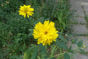 Pair of yellow flowers of Rudbeckia laciniata Goldquelle in July