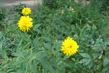 Three yellow flowers of Rudbeckia laciniata Goldquelle in July