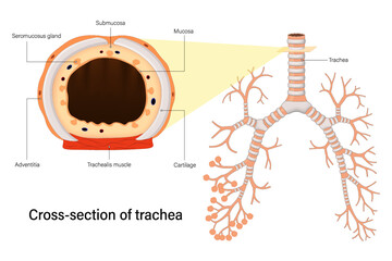 Cross section of trachea. Trachea anatomy vector. Human Respiratory System.