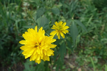 Two yellow flowers of Rudbeckia laciniata Goldquelle in July