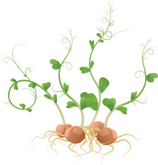 Bunch of pea microgreens isolated on white background. Young pea illustration. Peas, sprouts, seedlings, healthy green fresh greenery.