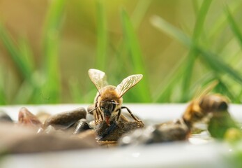 Bees diligently pollinate colorful flowers, highlighting their essential contribution to biodiversity. The lush garden bursts with life and emphasizes the harmony of nature