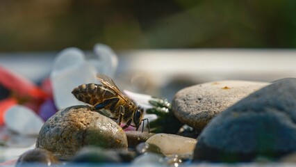 Delicate bee gently lands on vibrant flowers, showcasing the intricate details of its wings and pollen-covered body, illustrating essential roles in nature's ecosystem and garden health