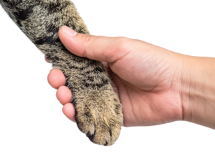 A human hand gently holds a cat's paw, symbolizing trust and companionship on a black background.