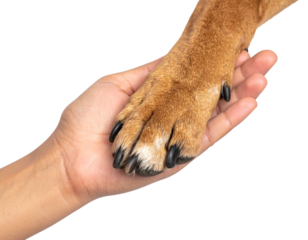 A human hand gently holds a dog"s paw, symbolizing trust, friendship, and the bond between people and pets.