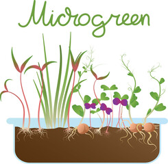 Illustration of the inscription Microgreen and different types of microgreen sprouts with seeds and roots in a transparent container with soil. Superfood, healthy eating, growing.