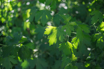green currant leaves in the sunlight