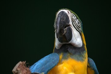blue and yellow macaw look beak 