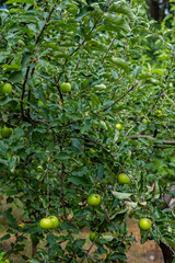 Apple tree branches heavy with multiple green apples among dense green leaves.
