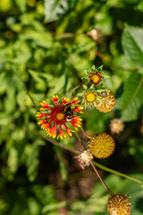 Bumblebee collecting nectar from a red-yellow flower with surrounding green foliage.
