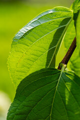 Close-up of bright green leaves with detailed visible veins and sunlight highlighting the texture.
