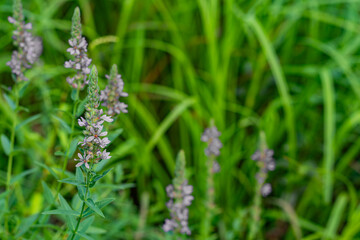 Tall purple wildflowers with green leaves growing among lush grass in a summer meadow.
