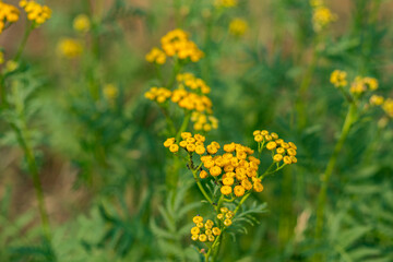 Close-up of yellow tansy flowers blooming among green foliage in a summer meadow.
