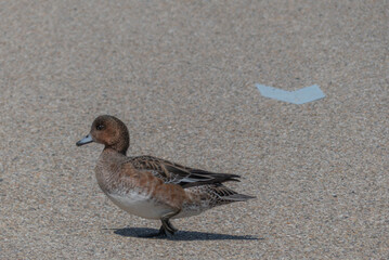 自転車道をヨチヨチ歩くヒドリガモ
