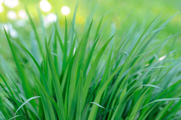 Spring growing grass