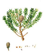 Kauribaum, Dammara Australis, New Zealand pitch tree, or Cowrie