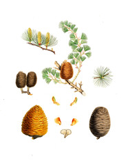 Himalaya-Zeder, Pinus deodara, Indian cedar