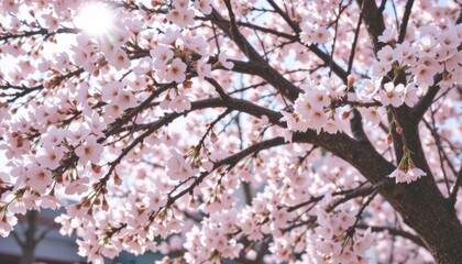 Obraz premium Blossoming cherry tree with vibrant pink flowers and sunlight.