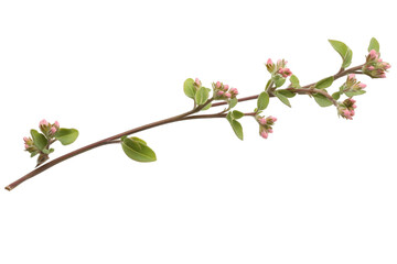 Delicate Spring Branch with Pink Buds . Transparent background PNG