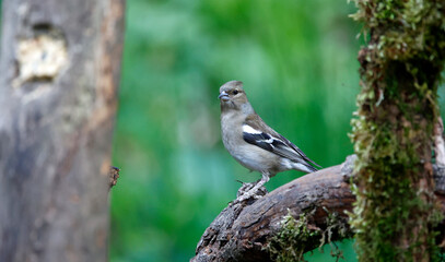 Female chaffinch perched on a log