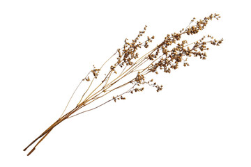 Dried Floral Arrangement - Rustic Beauty . Transparent background PNG