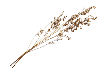 Dried Floral Arrangement - Rustic Beauty . Transparent background PNG