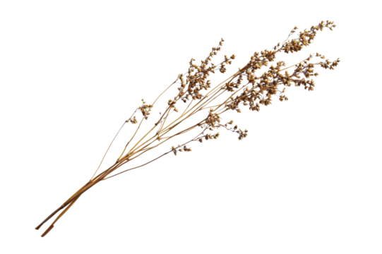 Dried Floral Arrangement - Rustic Beauty . Transparent background PNG
