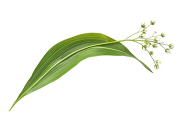 Fototapeta premium Delicate Spring Flower and Leaf Arrangement . Transparent background PNG