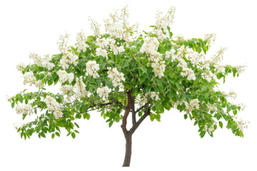 Obraz premium Beautiful Blooming White Tree in Spring . Transparent background PNG
