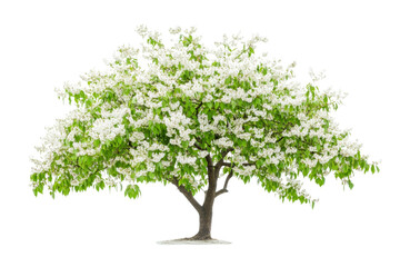 Stunning Blooming Tree in Springtime . Transparent background PNG